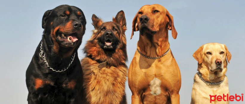 How Much Dog Food Should Be Given Per Day? How Much Food Should Dogs Eat Per Day?