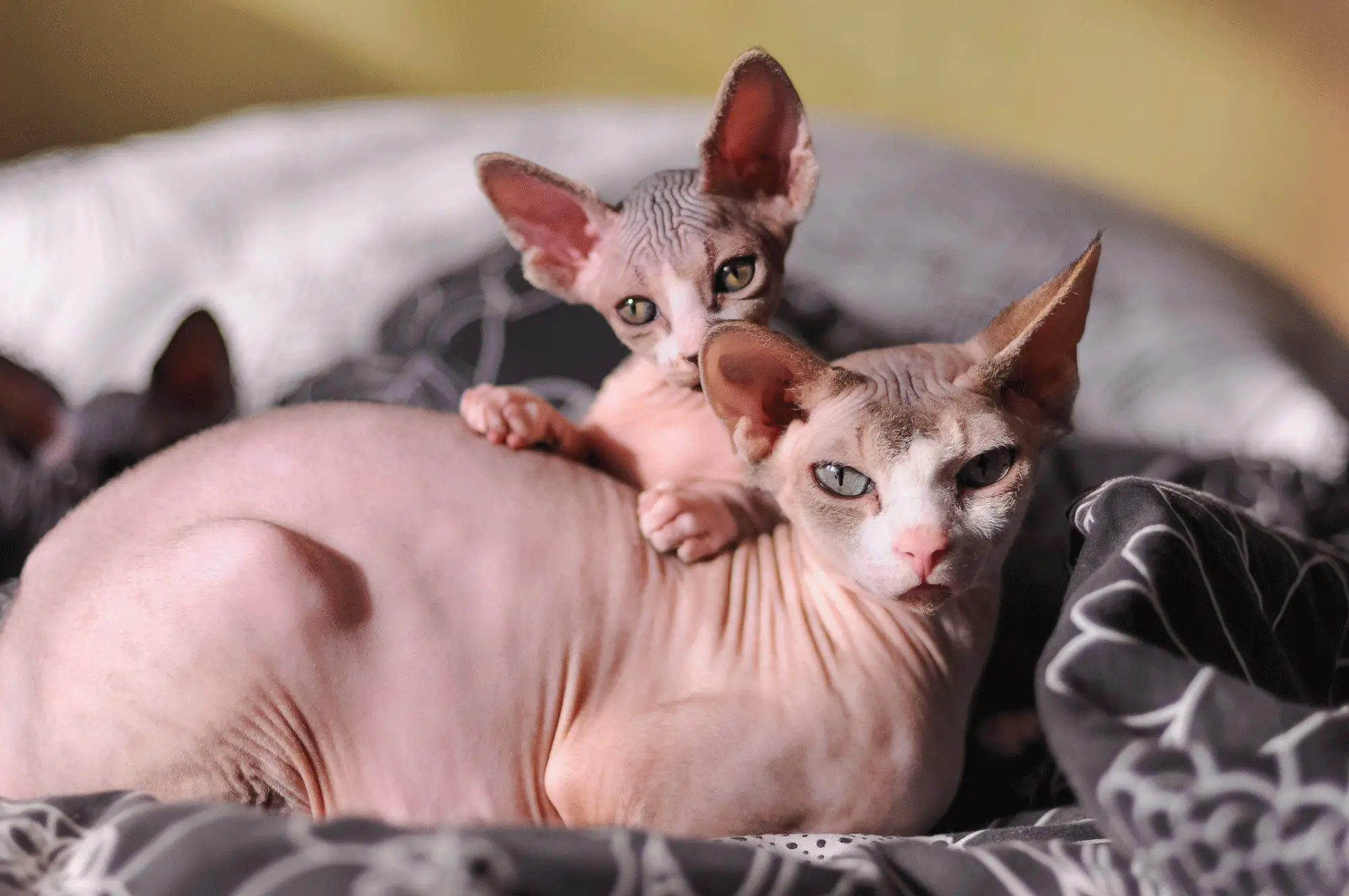 sphynx kediler