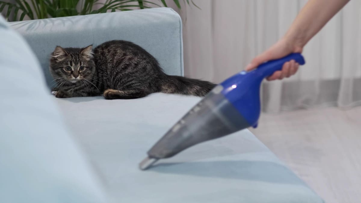 Cleaning the sofa with a mini vacuum cleaner in a house with cats