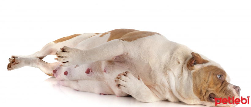 Pregnancy in Dogs: Duration, Stages, Symptoms and How to Recognize It?