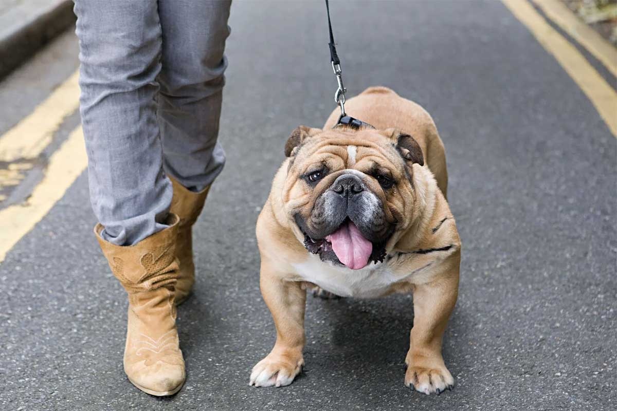English Bulldog with open mouth being walked in the street