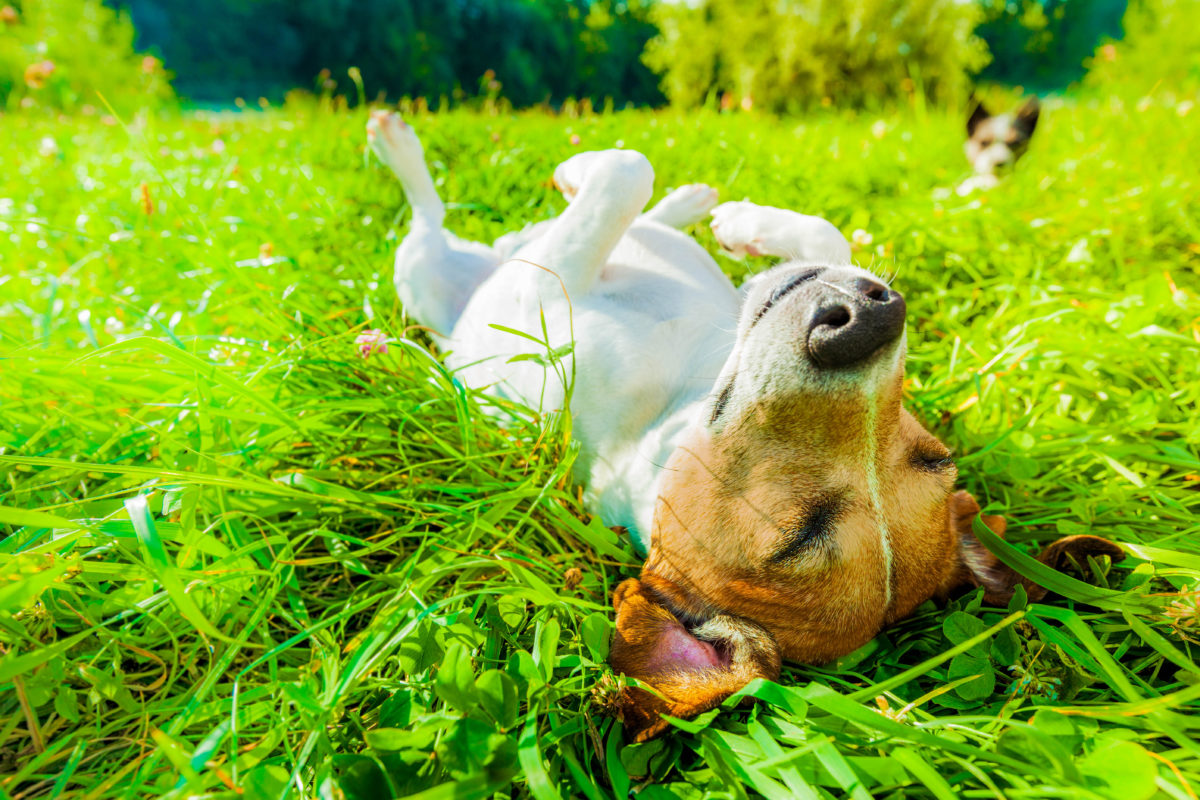 Jack Russell Terrier lying on its back in the grass