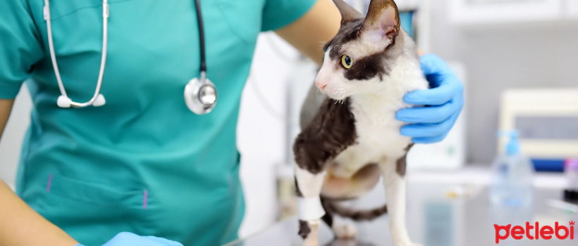 Most Common Diseases and Symptoms in Cats