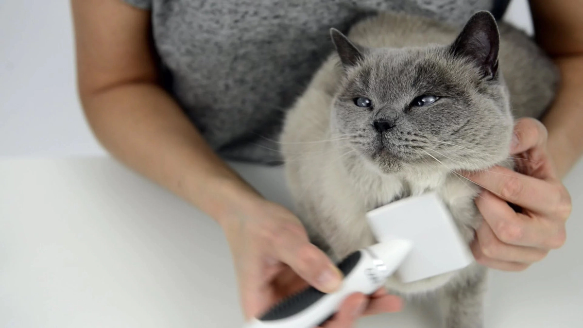 British Shorthair having its fur combed