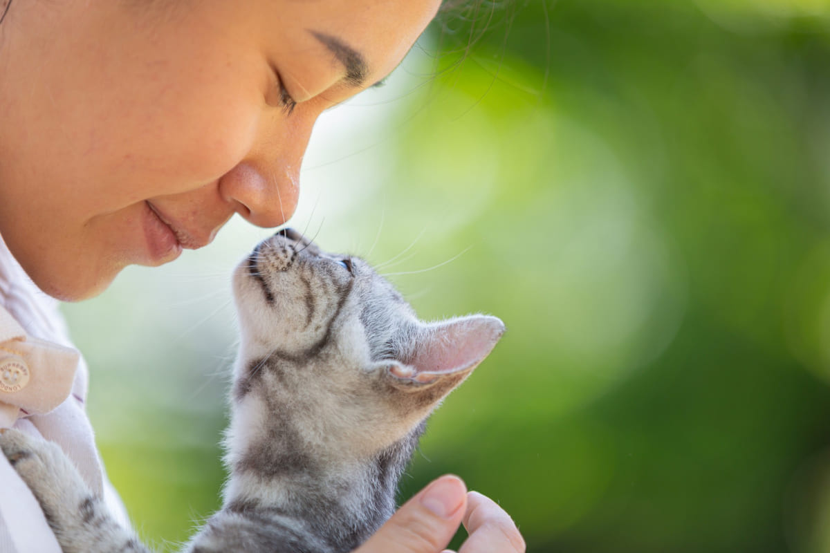 A little girl and a kitten touching their noses