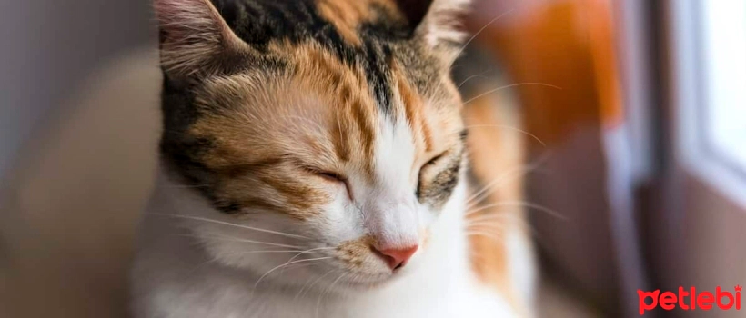 Are Calico Cats Always Female?