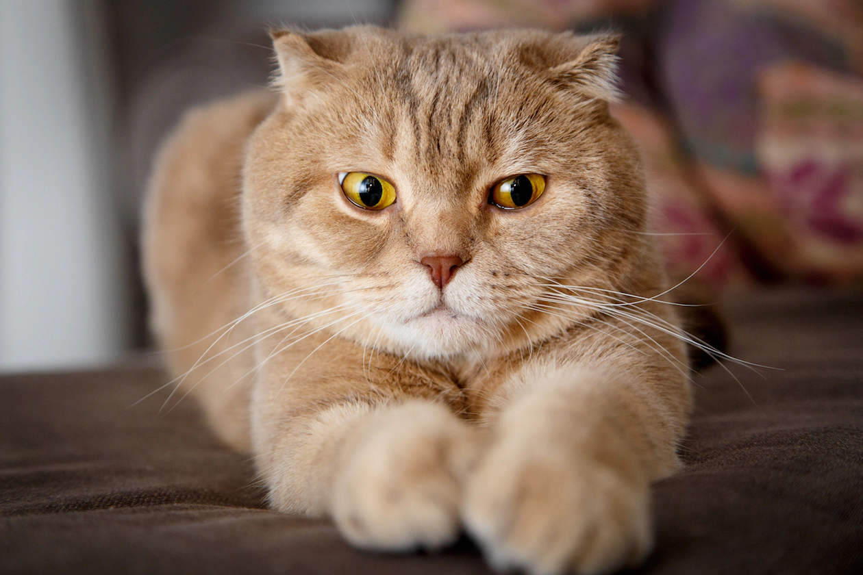 Cat with its front paws extended