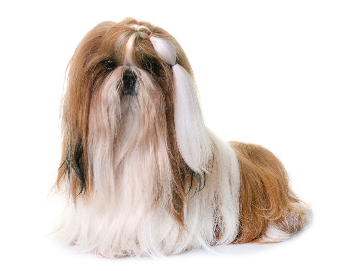 Shih Tzu with long brown and white fur, with the fur on its head tied back with a hair clip