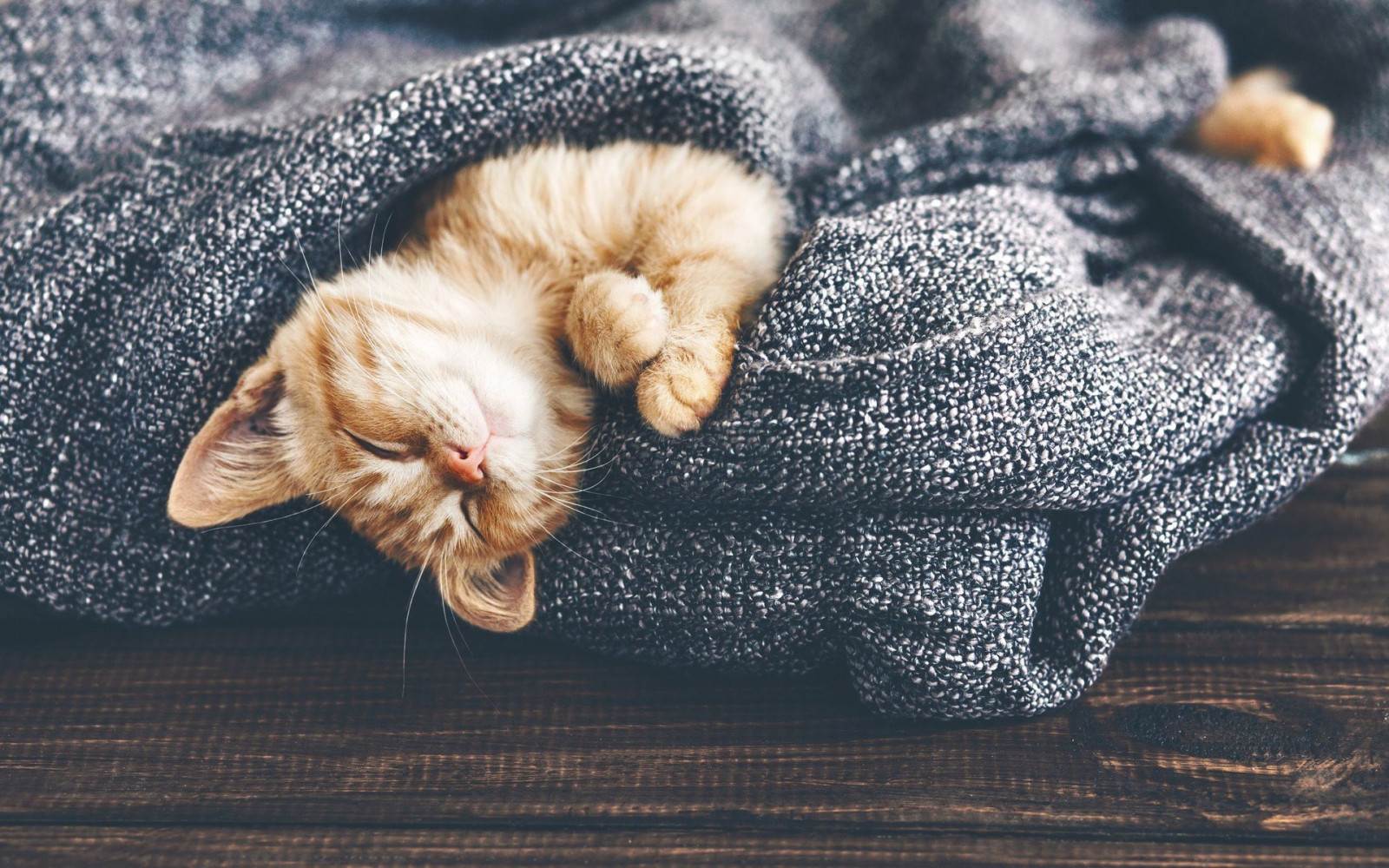 Straw Cat Sleeping Inside a Sweater