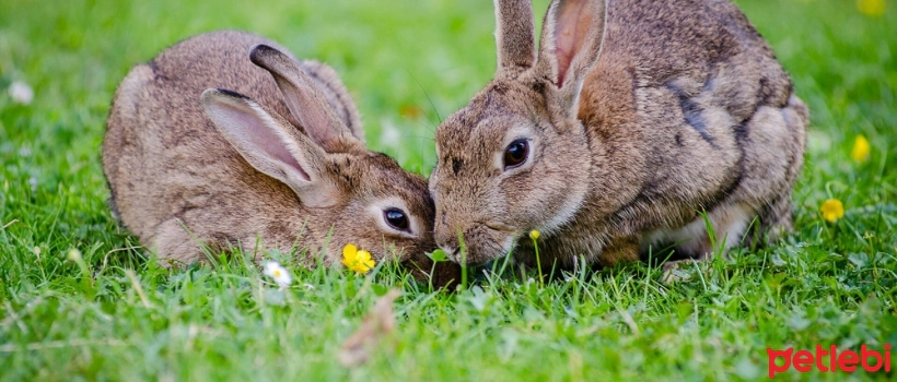 What Do Rabbits Eat, What Do They Feed?