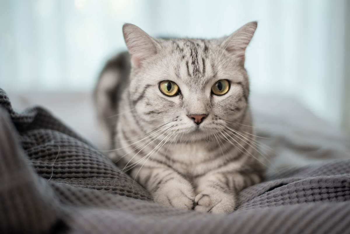 Cat lying on a blanket