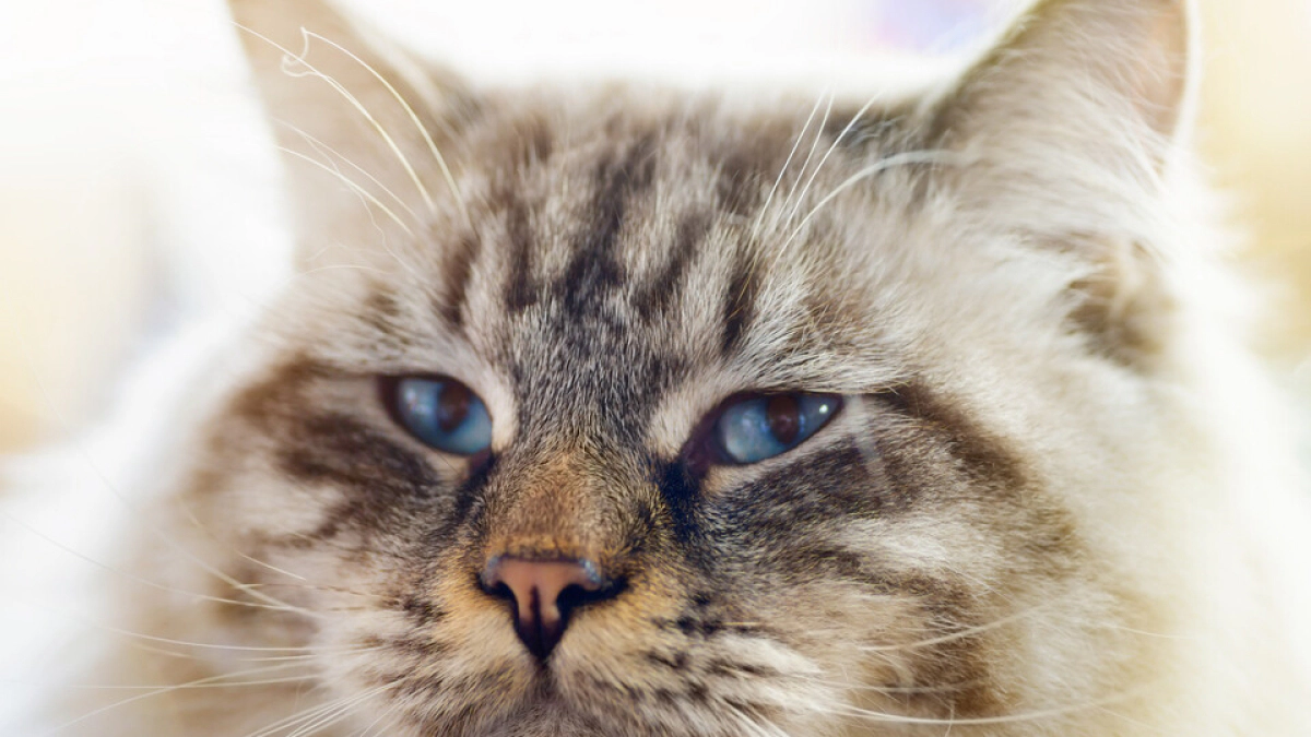 Ragamuffin Cat Characteristics, Care and Feeding