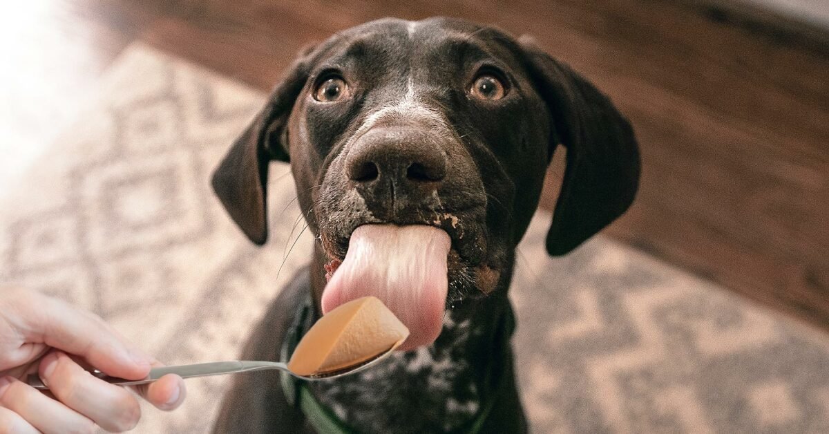 Dog looking at the food on the spoon