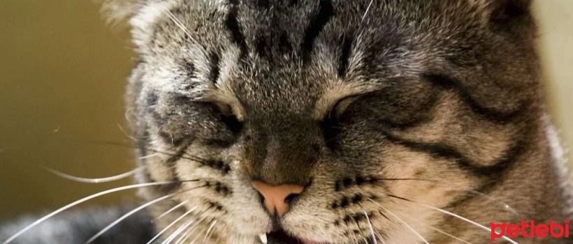 Why Do Cats Cough? What Helps with Cat Cough?