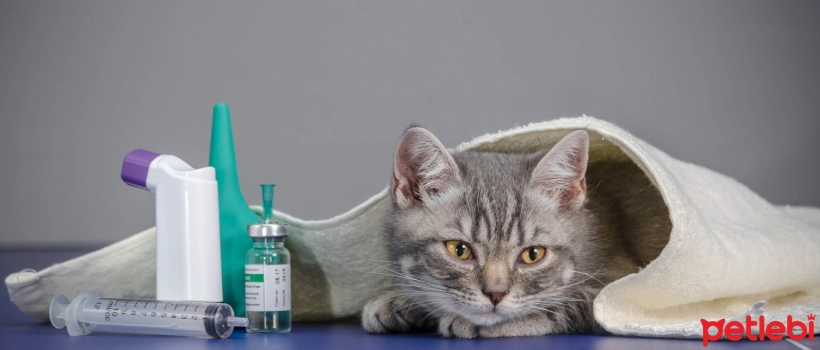 Common Medical Problems in Adult Cats