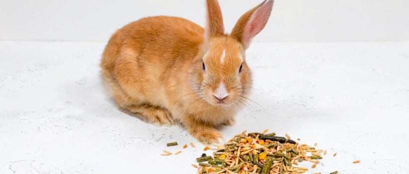 What Should Be Considered When Choosing Rabbit Food?