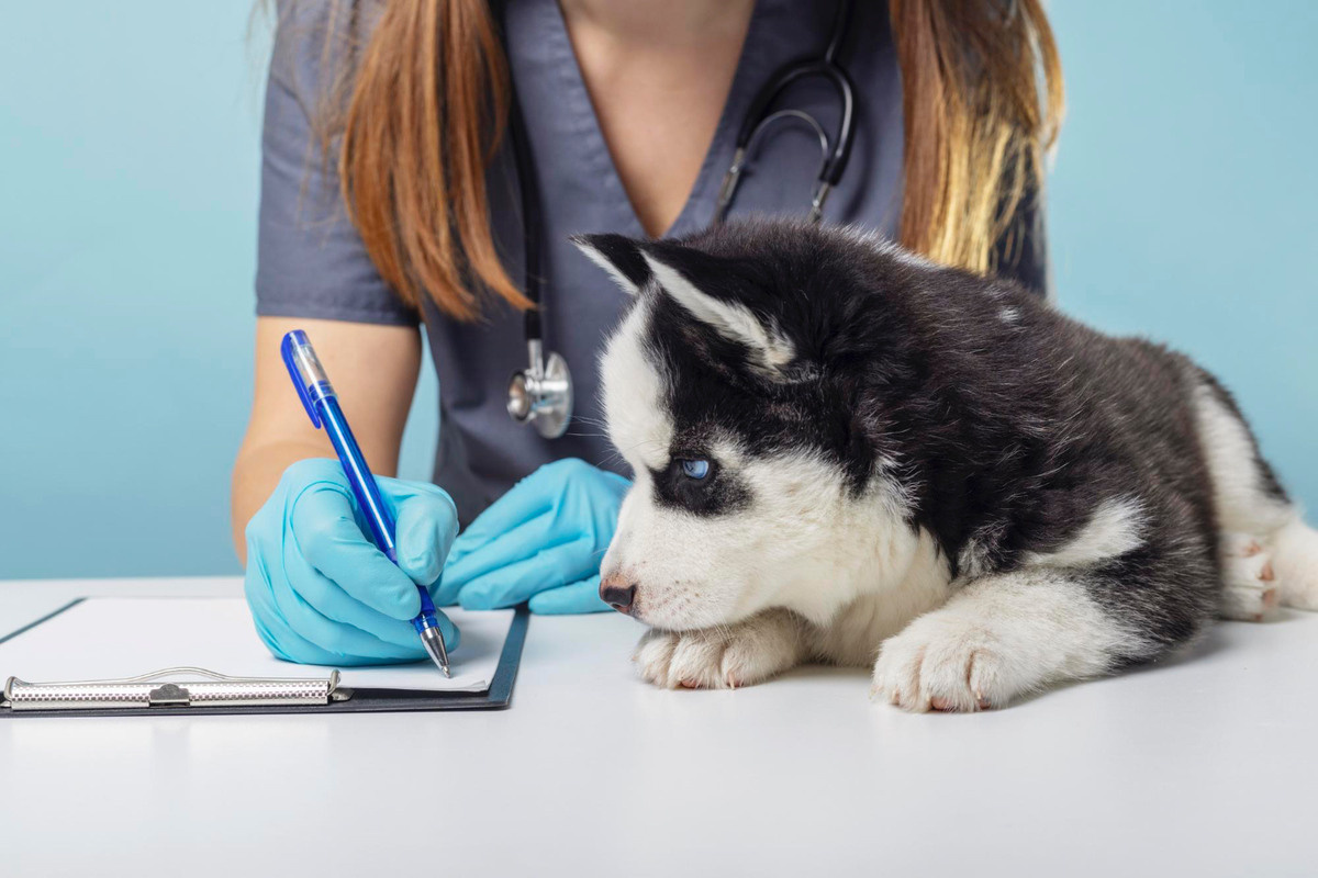 Puppy under veterinary supervision dog