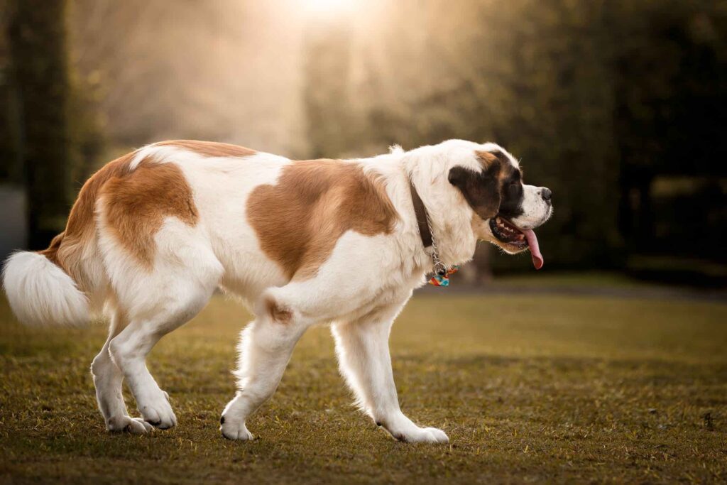 Dog with tail between its legs