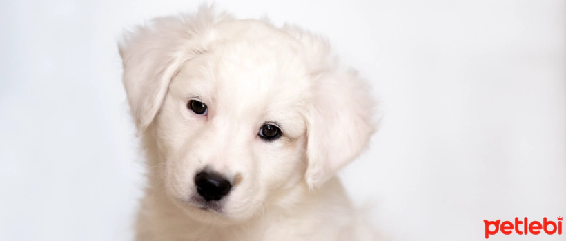 How to Choose Food for Puppies?