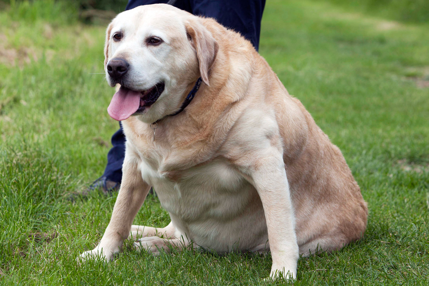 A very fat dog sitting on the grass