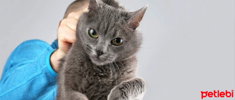 Holding Cats by the Nape: Right or Wrong?