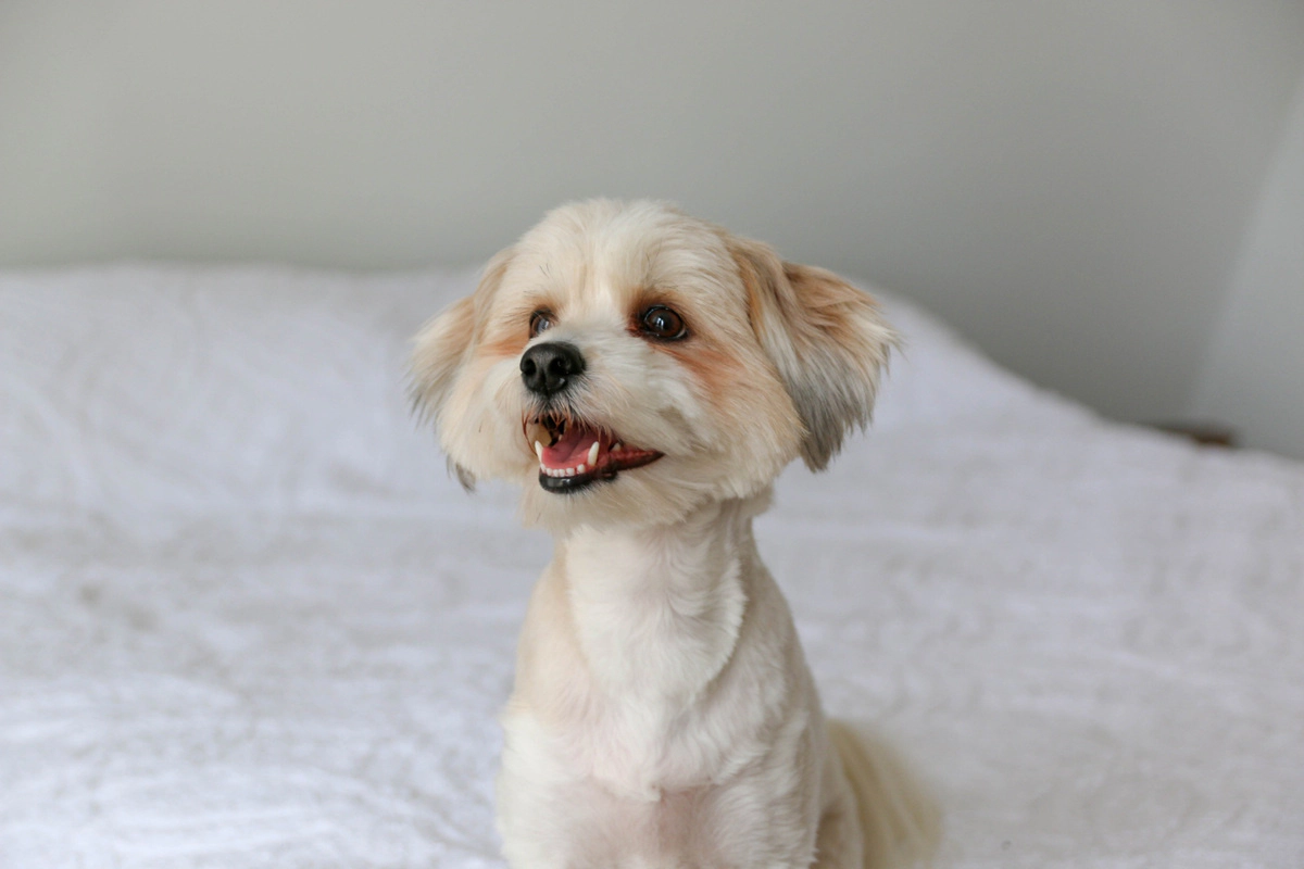 Newly shaved Maltese Terrier