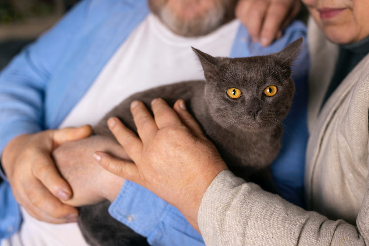 Gray-furred cat sitting on its owner's lap