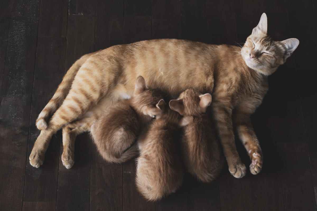 Mother cat nursing her kittens