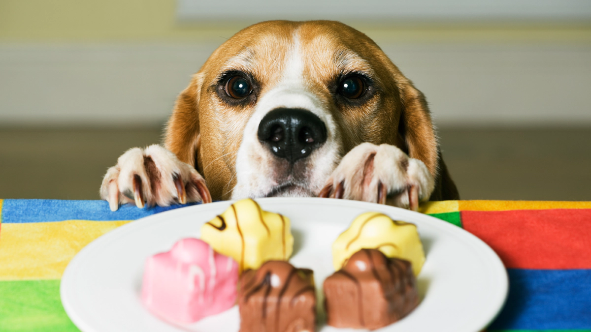Dog Reaching for Biscuits on a Plate