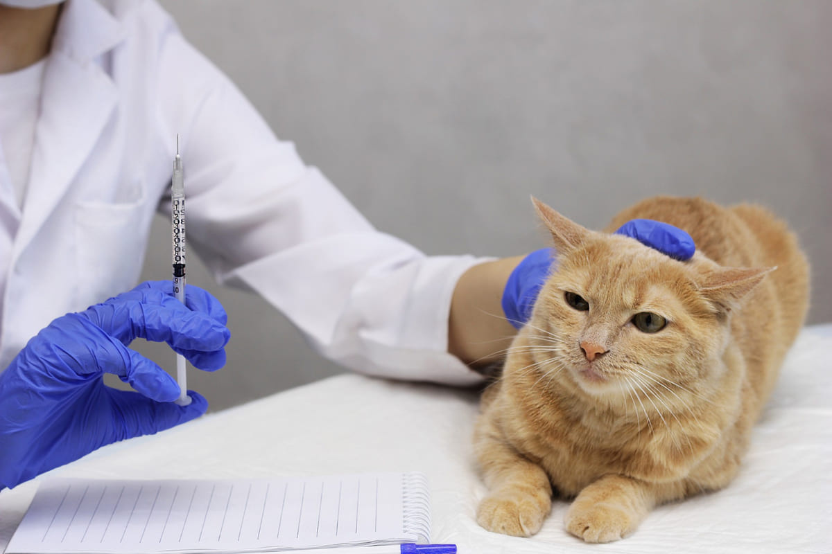 A cat glancing sideways at a syringe