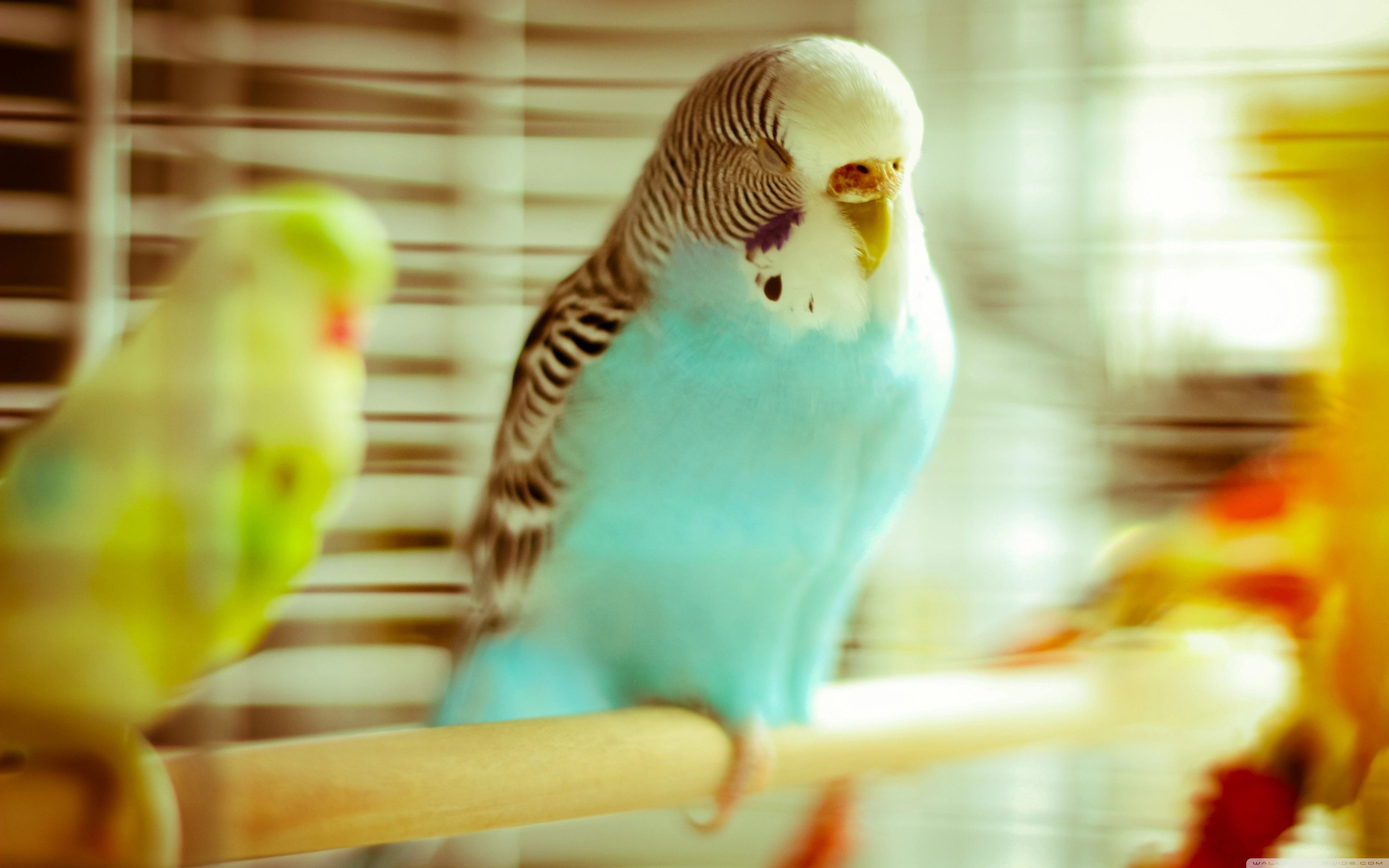 A blue-feathered budgie standing on one leg