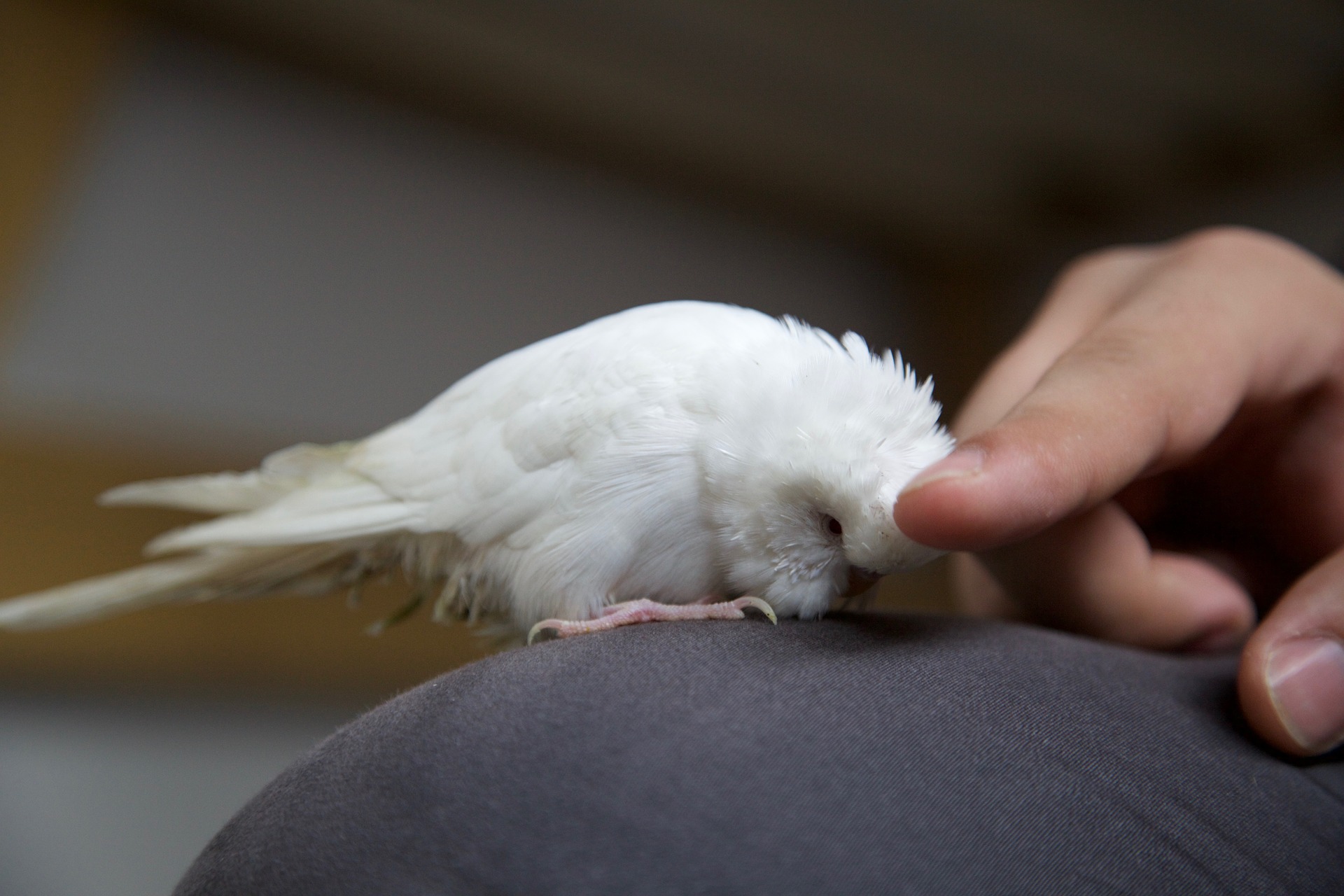 Budgie Training: Hand Taming