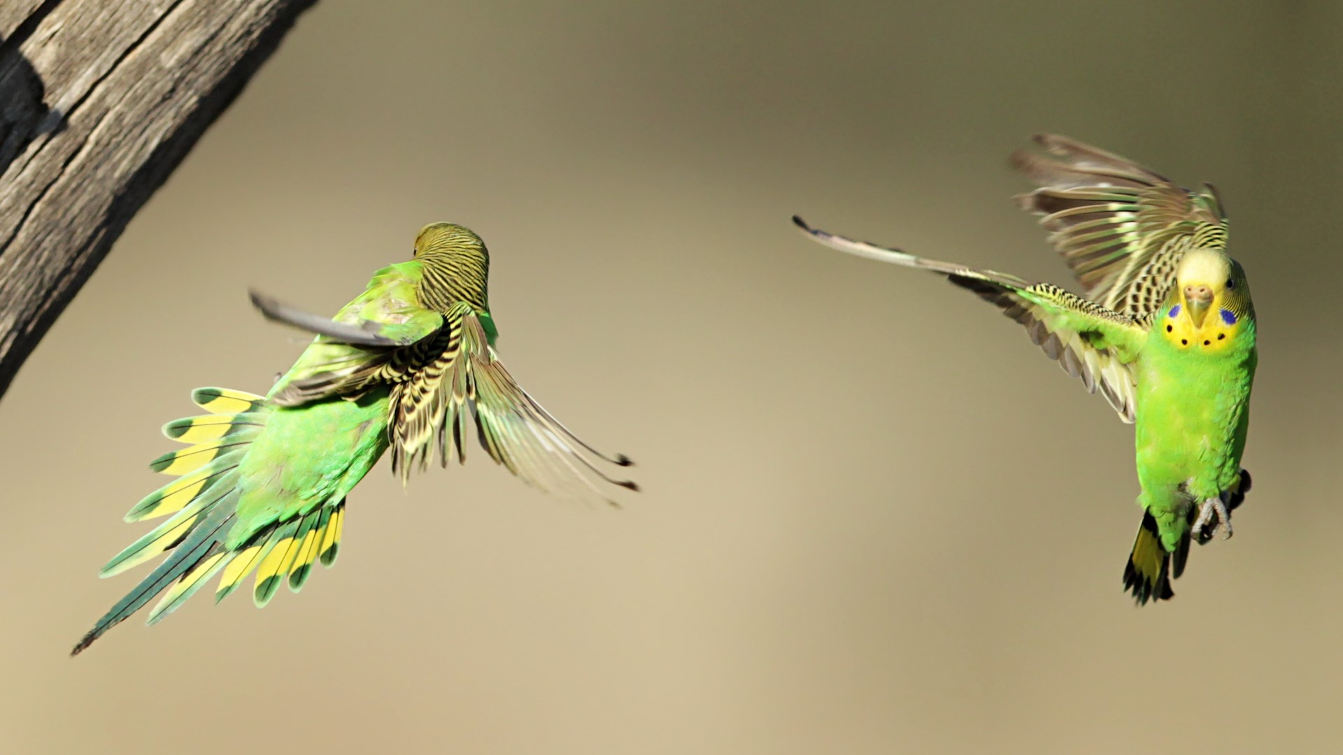 Dancing Birds