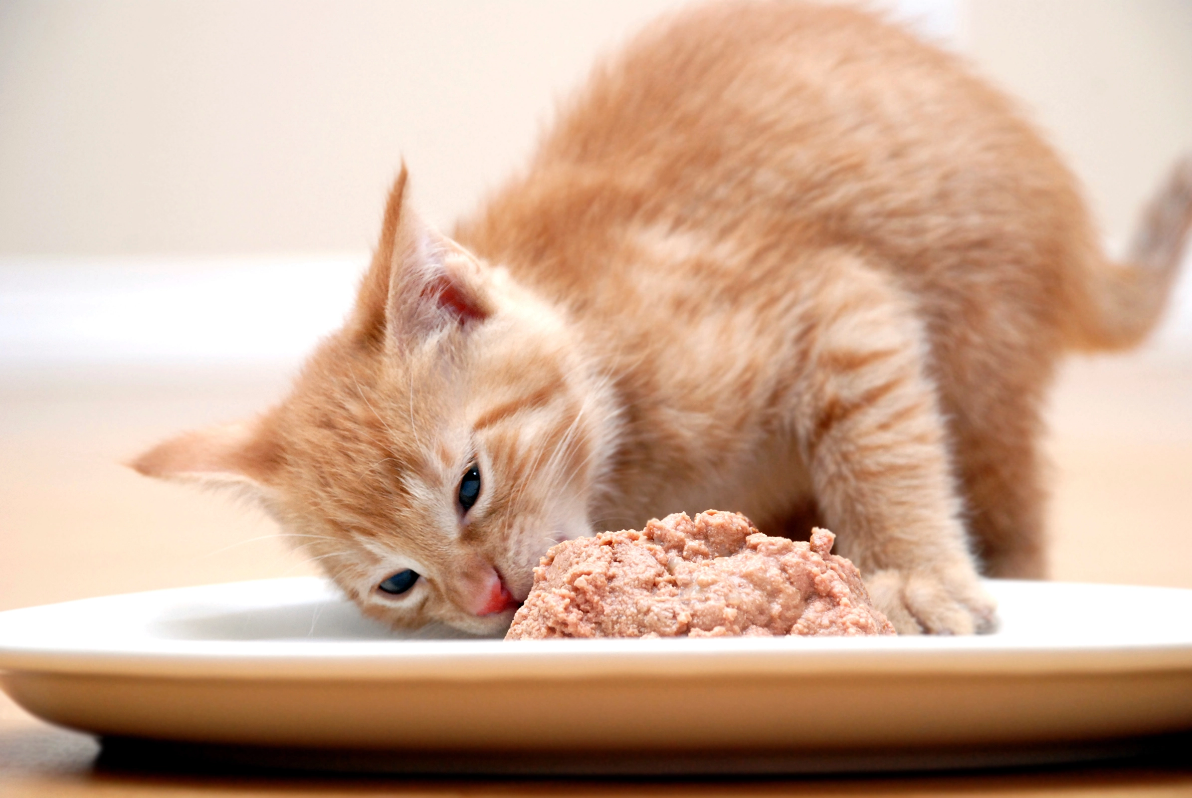 Half-yellow kitten eating wet food