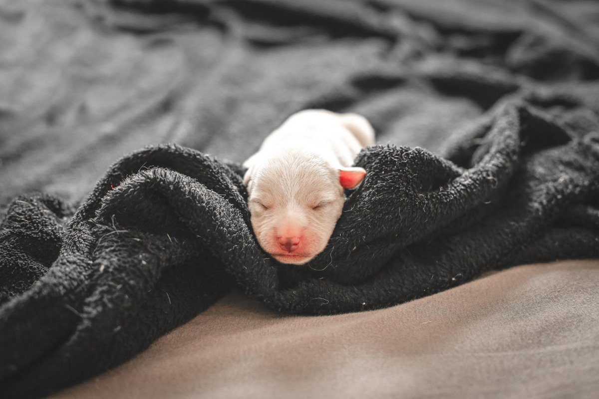 Newborn puppy