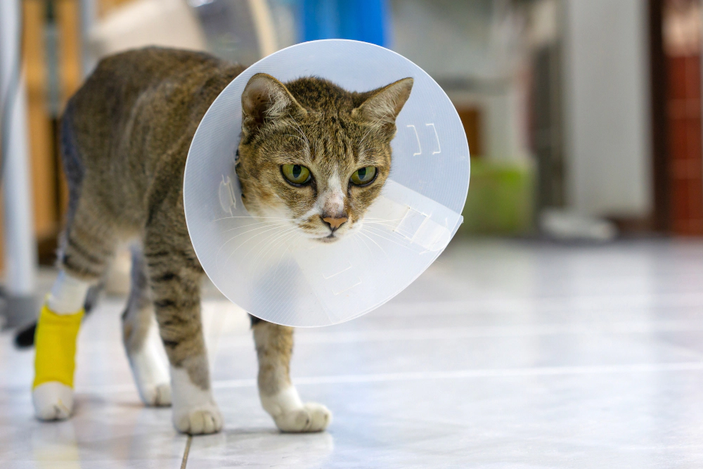 Cat wearing a collar