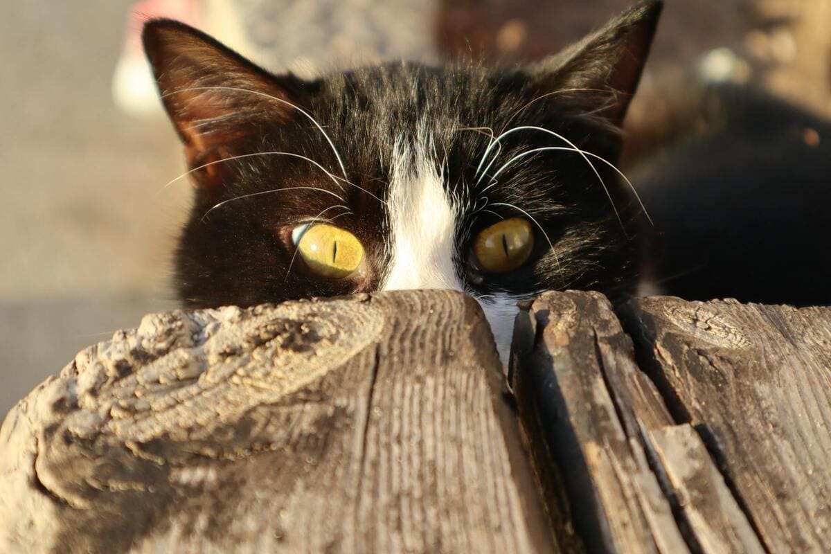 A cat with only its eyes visible, looking curiously