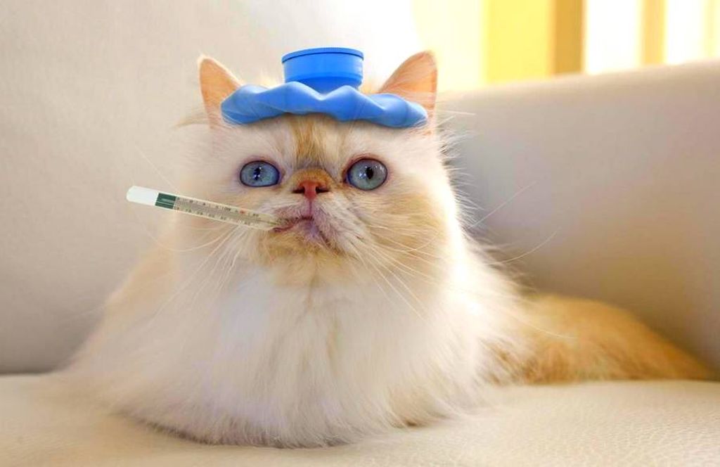 A long-haired cat with a blue water bag on its head