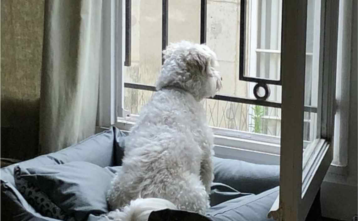 white curly-haired dog looking out the window