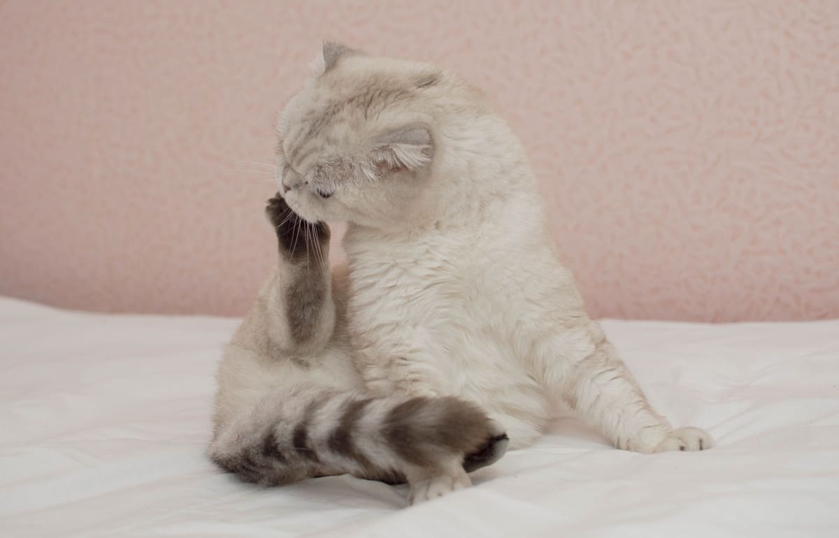 A cat licking its paw on a clean bed