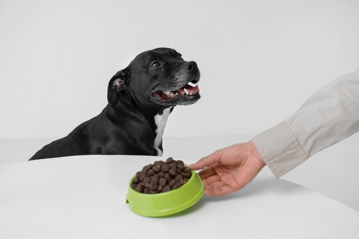 Dog being fed from a green food bowl
