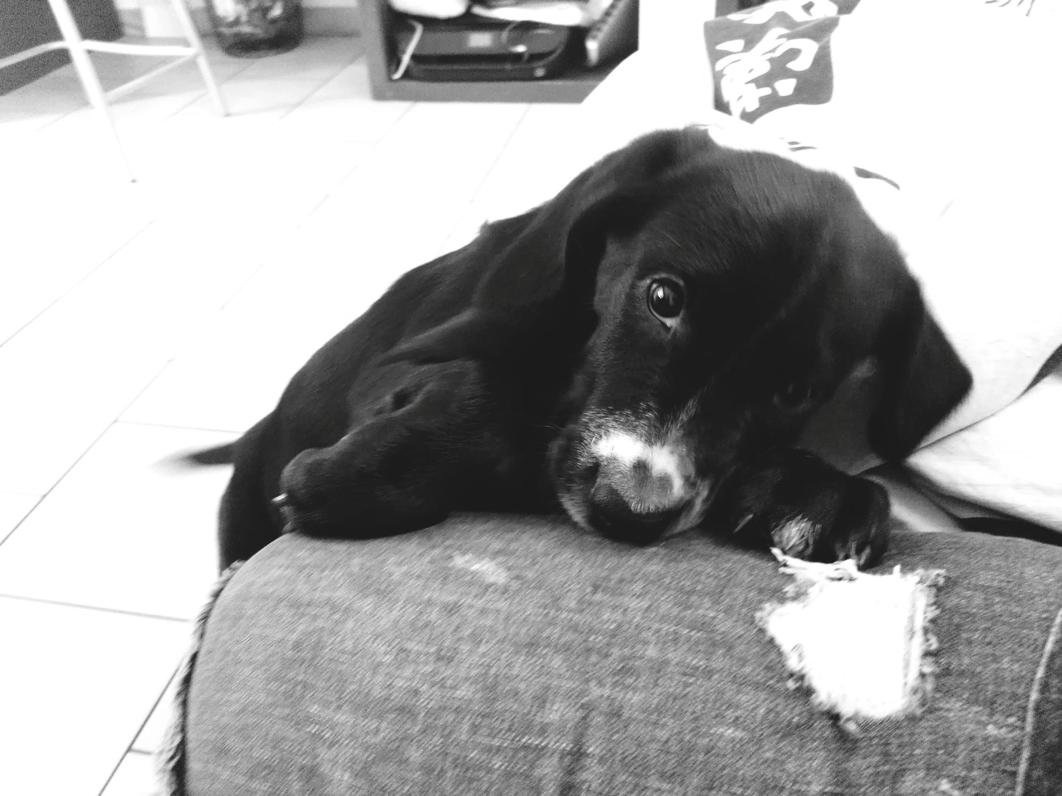 dog playing with the sofa