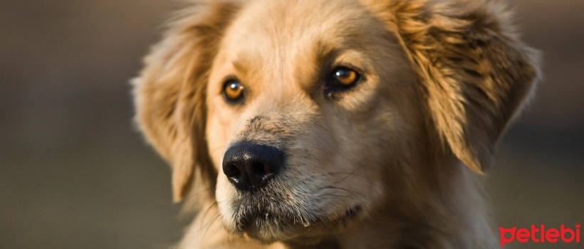 Pseudorabies in Dogs