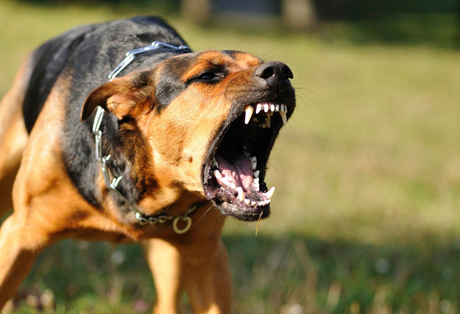 A angry barking dog