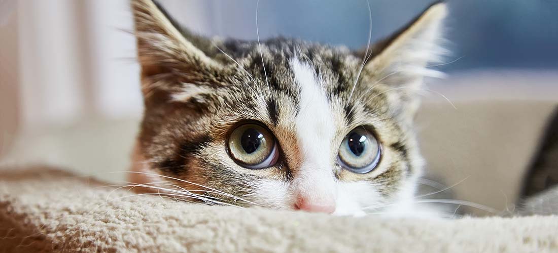 Cat looking fearfully