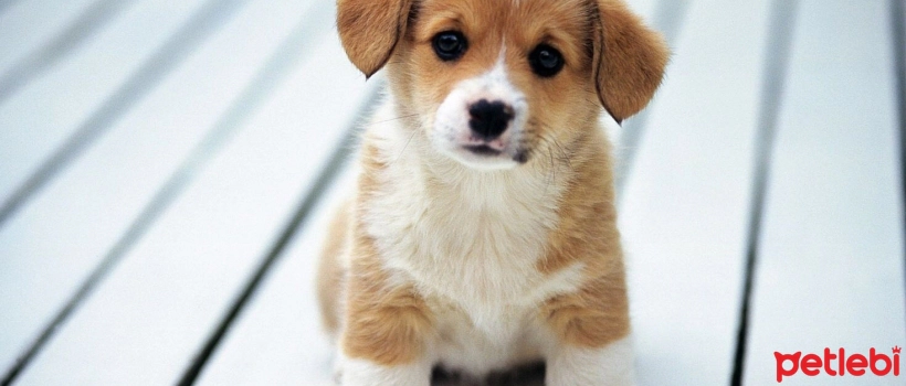 Pyoderma in Dogs