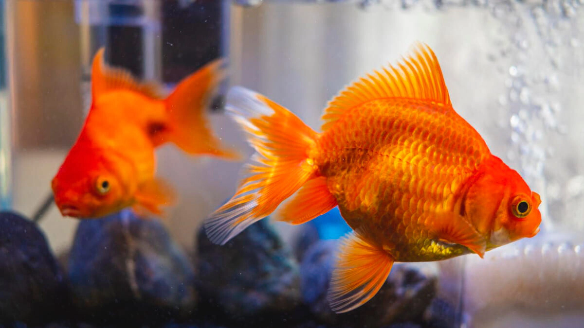 Why Do Aquarium Fish Die? Extending the Lifespan of Aquarium Fish