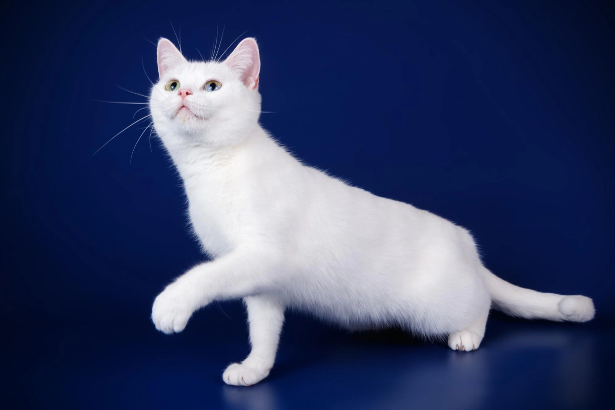 Kitty Van cat about to enter adulthood