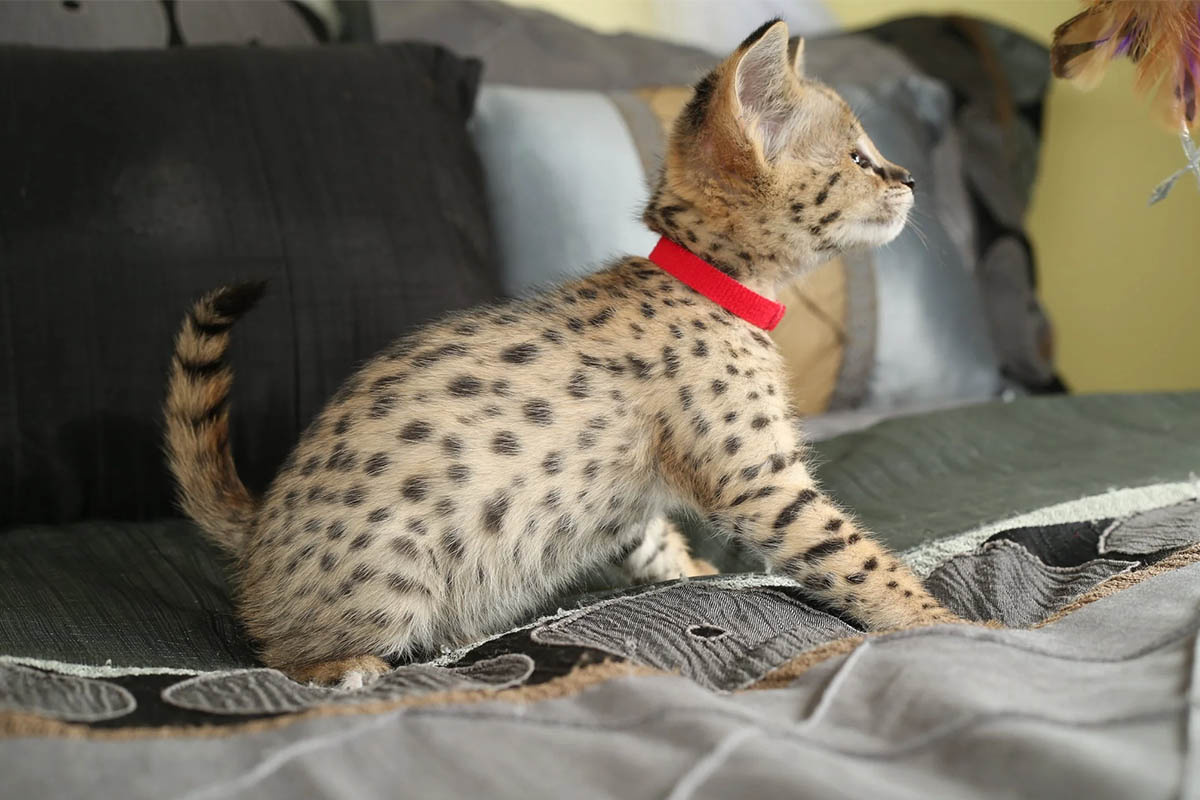 yavru Savannah kedisi koltukta oturuyor