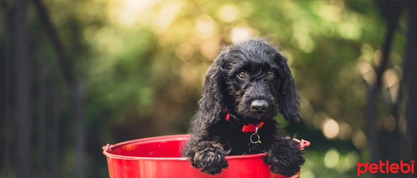 Dog Breeds with the Lowest Biting Risk
